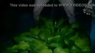 التبول الألمانية حليب سرير الجنس