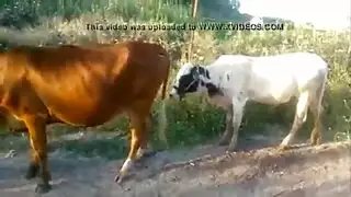 جنس حظيرة: غرائز الحيوانات المُطلَقة