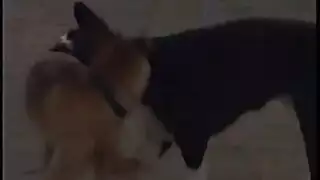 احتفال جنسي في المزرعة: إباحية حصاد عنب مع صدر كبير